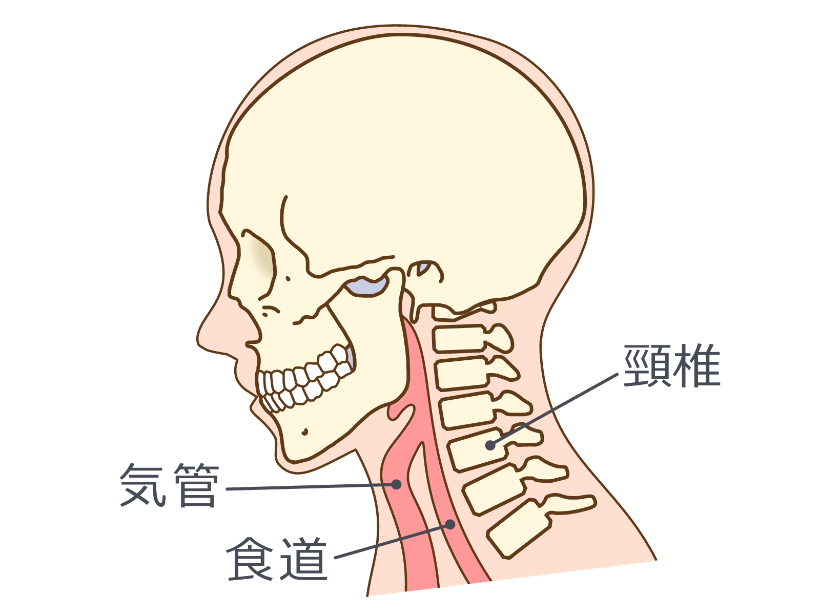 頸椎のイメージ